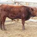 312 Weaner bull