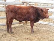 312 Weaner bull