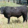 2009 Coming Two Bull 803W B