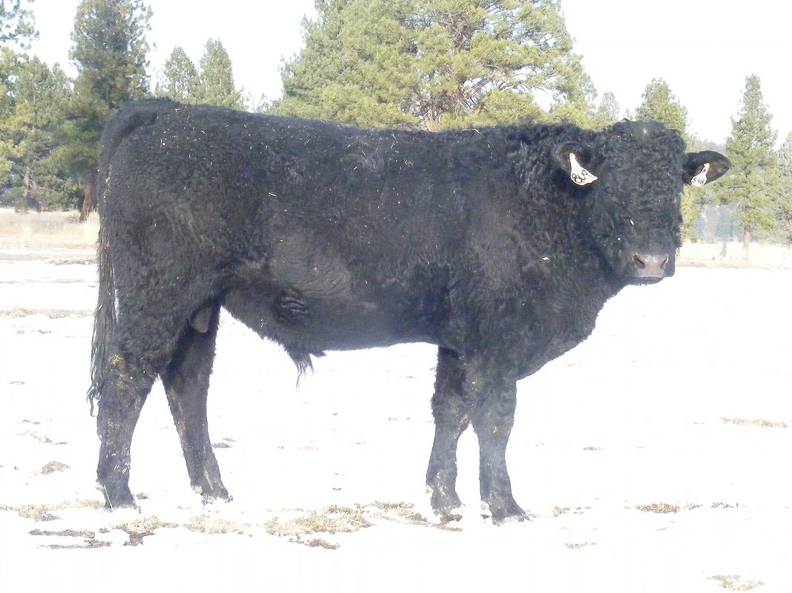 2009 Coming Two Bull 809W B _2_.jpg