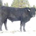 2009 Coming Two Bull 809W B  2 