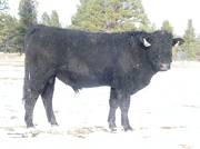 2009 Coming Two Bull 809W B  2 