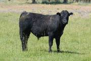 Yearling Bulls for Sale
