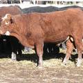 2009 Coming Two Bull 811W RB