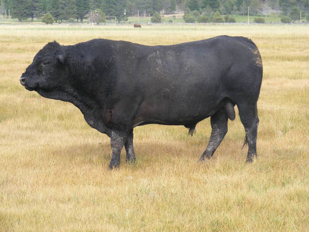 2010 Eight Year Old Herdsire 220W B