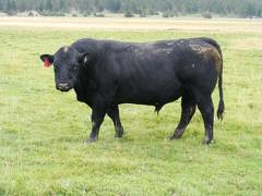 2010 Five Year Old Herdsire 513R B