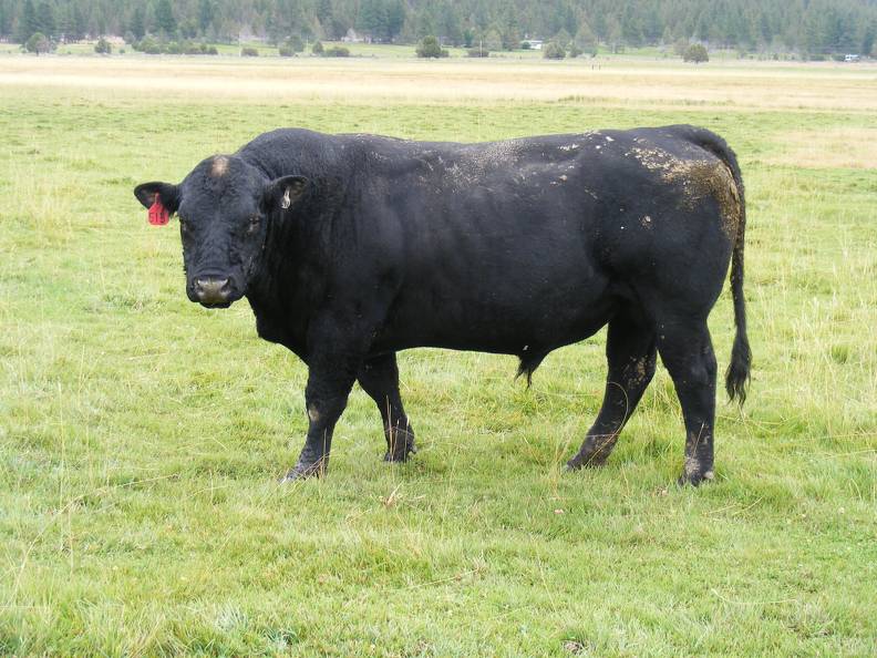 2010 Five Year Old Herdsire 513R B.jpg