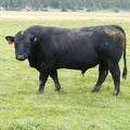 2010 Five Year Old Herdsire 513R B