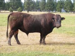 2010 Five Year Old Herdsire 521R R