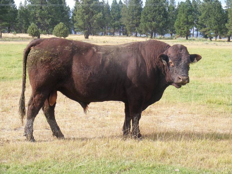 2010 Five Year Old Herdsire 521R R.jpg