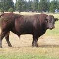 2010 Five Year Old Herdsire 521R R