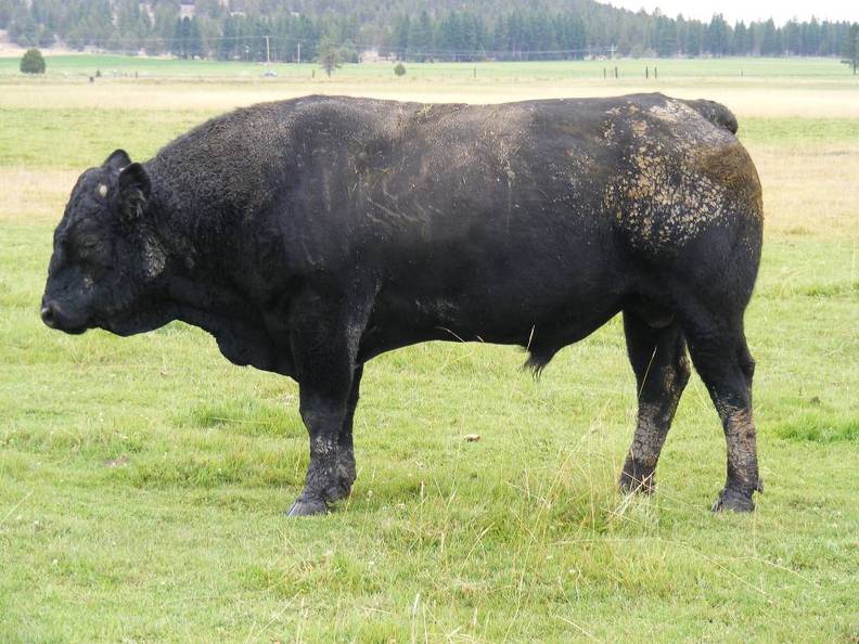 2010 Five Year Old Herdsire 531W B.jpg