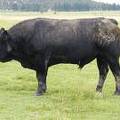 2010 Five Year Old Herdsire 531W B