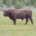 2010 Five Year Old Herdsire Bull 521R R