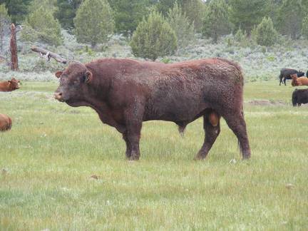 2010 Five Year Old Herdsire Bull 521R R