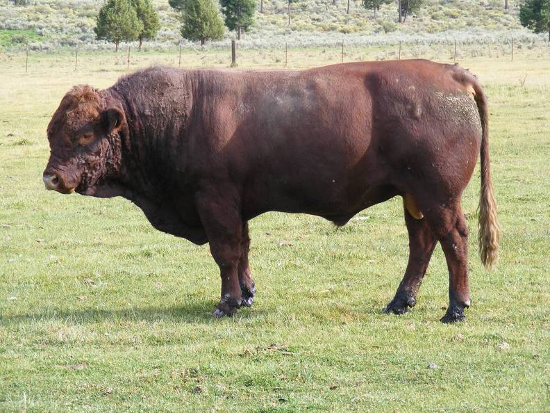 2010 Four Year Old Herdsire 601W R.jpg