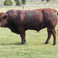 2010 Four Year Old Herdsire 601W R