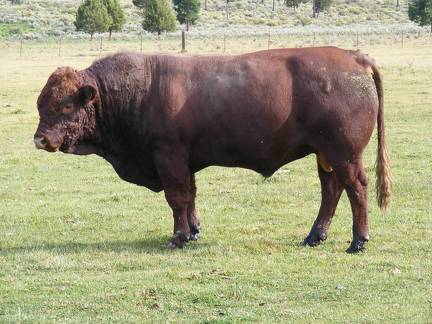 2010 Four Year Old Herdsire 601W R