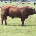 2010 Four Year Old Herdsire Bull 601W R.jpg