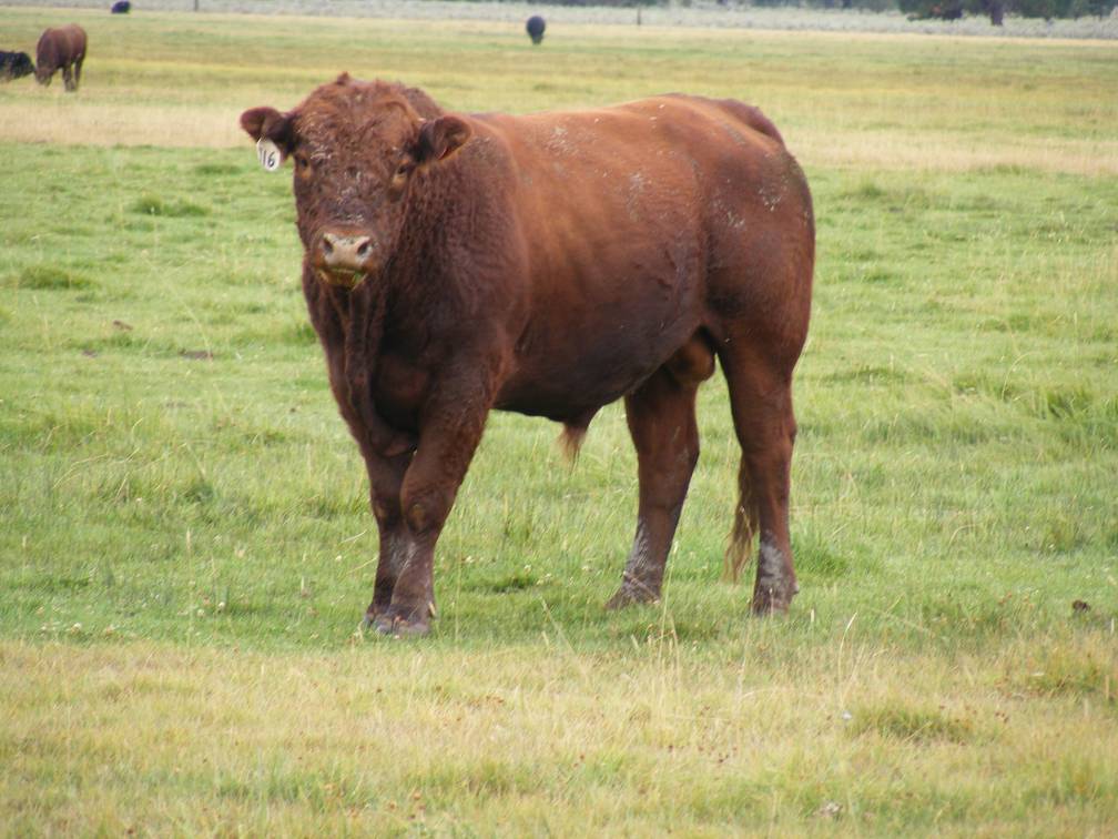 2010 Three Year Old Herdsire 716W R  2 