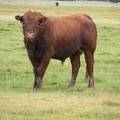 2010 Three Year Old Herdsire 716W R  2 