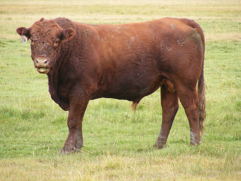 2010 Three Year Old Herdsire 716W R