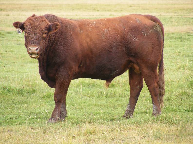 2010 Three Year Old Herdsire 716W R.jpg