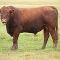 2010 Three Year Old Herdsire 716W R.jpg