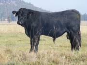 2011 Coming Two Year Old Bull 020W B 