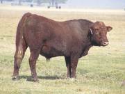 2011 Coming Two Year Old Bull 025W R 3