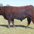 2011 Coming Two Year Old Bull 025W R 4