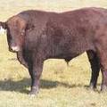 2011 Coming Two Year Old Bull 031W R 6