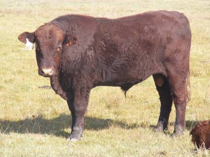 2011 Coming Two Year Old Bull 031W R 6