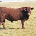 2011 Coming Two Year Old Bull 035W R.JPG