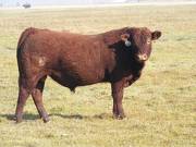 2011 Coming Two Year Old Bull 035W R