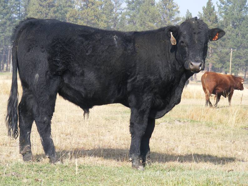 2011 Coming Two Year Old Bull 042W B.JPG