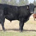 2011 Coming Two Year Old Bull 042W B