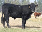 2011 Coming Two Year Old Bull 042W B