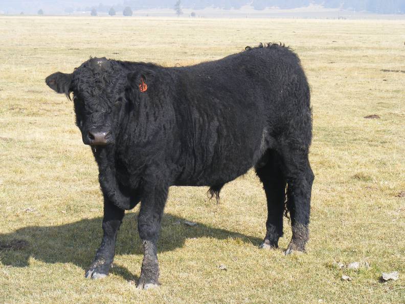 2011 Coming Two Year Old Bull 51o B Calf Tag 4.JPG