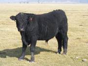 2011 Coming Two Year Old Bull 51o B Calf Tag 4