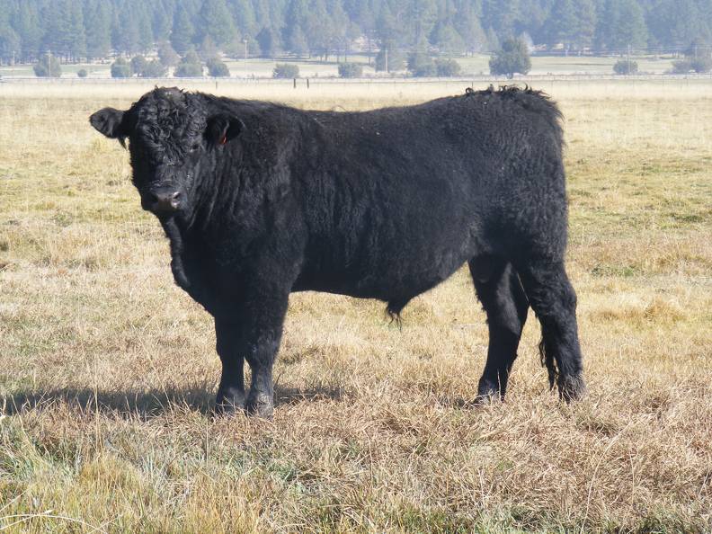 2011 Coming Two Year Old Bull 51o B Calf Tag 8.JPG