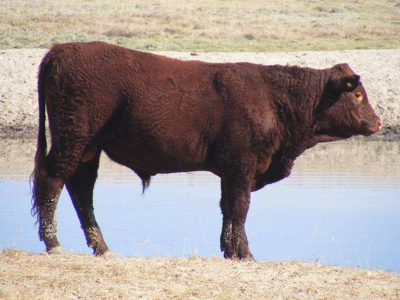 2011 Coming Two Year Old Bull 880o R Calf Tag 7.JPG