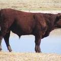 2011 Coming Two Year Old Bull 880o R Calf Tag 7