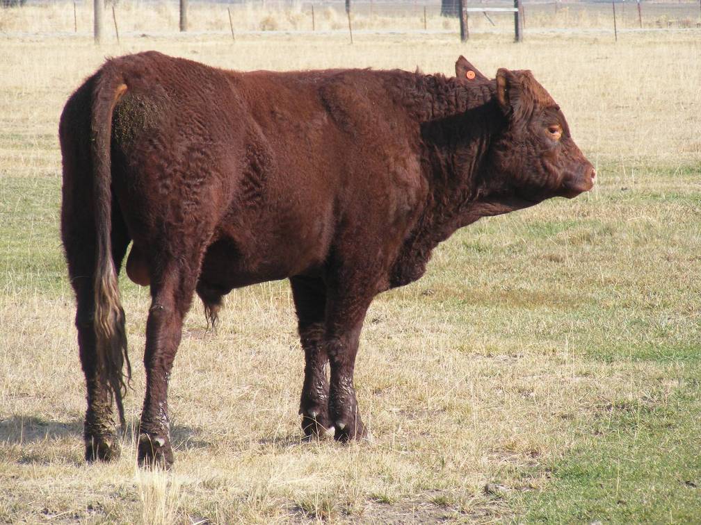 2011 Coming Two Year Old Bull 880o R Calf Tag