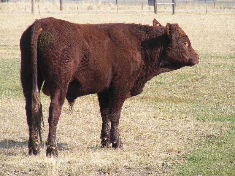 2011 Coming Two Year Old Bull 880o R Calf Tag.JPG