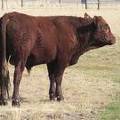 2011 Coming Two Year Old Bull 880o R Calf Tag