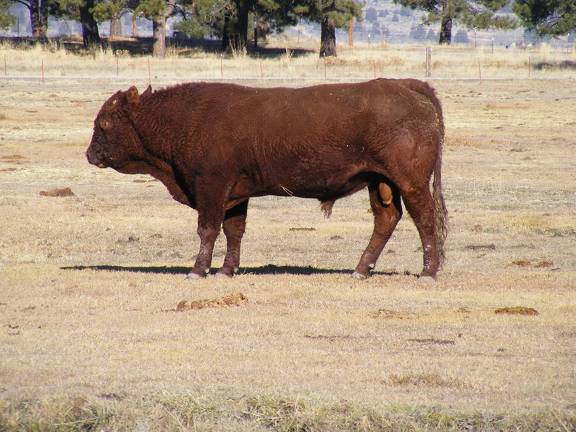 035 Three Year Old Bull