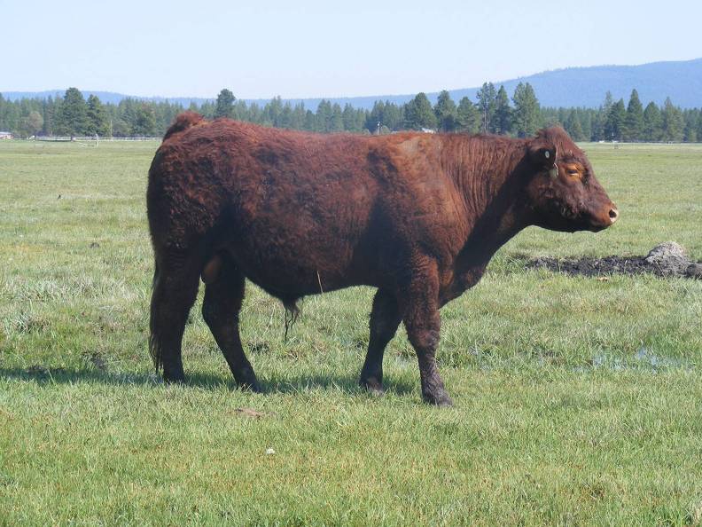 307 Coming Two Year Old Bull 