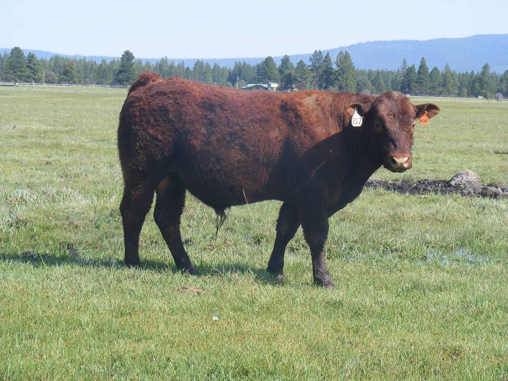 307 Coming Two Year Old Bull 