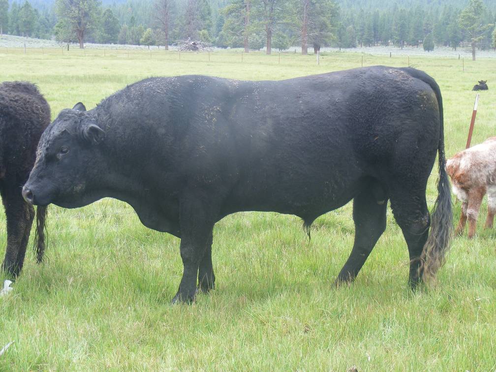 120 Four Year Old Herdsire